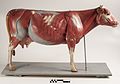 Didactic model of a bovine muscular system