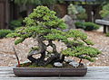 Dwarf Japanese Garden Juniper