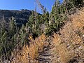 Fall Colors on South Loop Trail to Charleston Peak