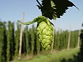 Image 66 Credit: LuckyStarr Hops are a flower used primarily as a flavouring and stability agent in beer. The principal production centres for the UK are in Kent. More about Hops... (from Portal:Kent/Selected pictures)