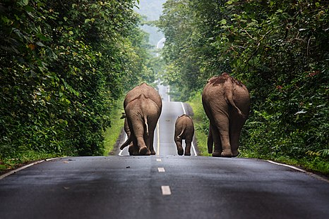 Second place: Wild elephants walking up a road in the area of Khao Yai National Park – Attribution: Khunkay (CC BY-SA 3.0)