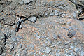 Triassic wadi deposit near Ogmore-By-Sea, Wales. Clasts are Carboniferous limestone.