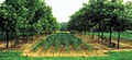 Image 37Alley cropping corn fields between rows of walnut trees (from Agroforestry)