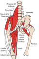 Músculos de la región ilíaca y el muslo.