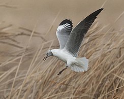 Wintering bird, South Africa