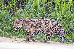 Jaguar (Panthera onca palustris) male Three Brothers River 5.jpg