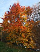 Liquidambar styraciflua tree