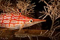 Longnose hawkfish at Siladen Bunaken National Park Sulawesi, 2017