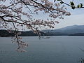 Manno Lake and Cherry blossoms