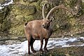 alpine ibex