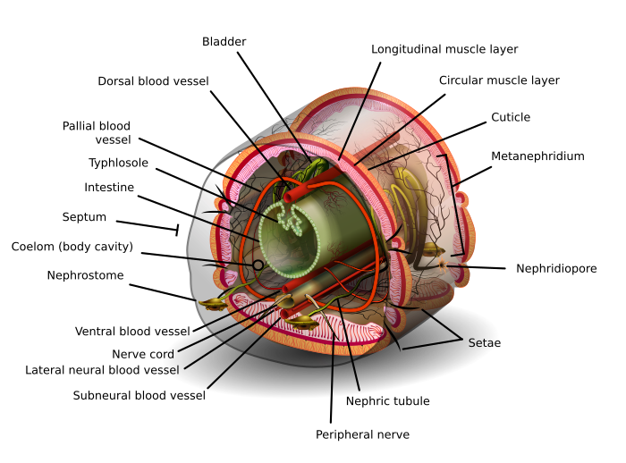 A segment of an earthworm posterior to the clitellum including all of the segmental structures