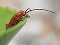 Oedemera nobilis, Bastavales, Brión