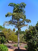 Caryota maxima, de la tribu des Caryoteae