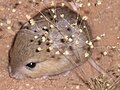 Cape short-eared gerbil