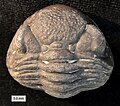 Phacopid trilobite from the Devonian of Ohio.