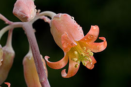 Cotyledon orbiculata 3