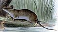 Northern Luzon shrew-rat