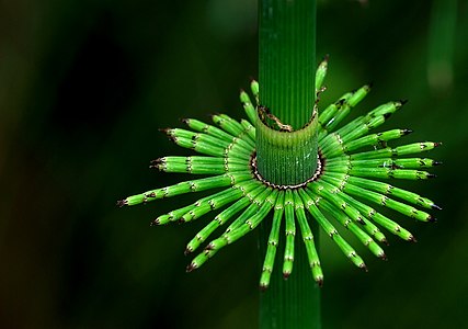 Equisetum telmateia (Great Horsetail)