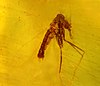 A Lutzomyia adiketis preserved in amber