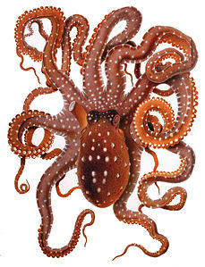 Comingio Merculiano Octopus macropus