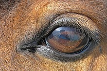 Œil d'un cheval marron