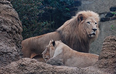 Հարավարևելյան աֆրիկյան առյուծ (Panthera leo krugeri)