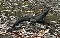 Image 8 Australian water dragon Photograph: John O'Neill The Australian water dragon (Physignathus lesueurii) is a lizard native to eastern Australia, from Victoria north to Queensland. Adult males can grow slightly longer than one metre (3 feet), and both males and females have long powerful limbs and a long muscular tail. The dragons are primarily arboreal, although they can also swim. More selected pictures