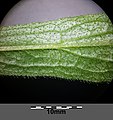 Bottom side of leaf