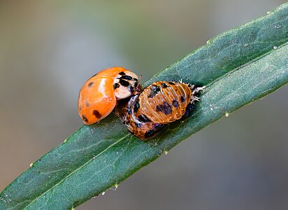 Harmonia axyridis (Ladybird (Harmonia axyridis) and empty pupa)