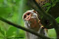 Image 25The Rhesus Macaque (Macaca mulatta) is one of the best-known species of Old World monkeys native in Bangladesh. The pictured macaque is seen eating from a jackfruit at Lawachara National Park, Moulvibazar. Photo Credit: Syedabbas321