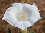 Flower in Hyderabad, India