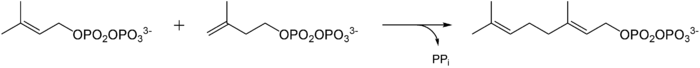 Die Kondensationsreaktion von Dimethylallylpyrophosphat (links) und Isopentenylpyrophosphat (rechts) zu Geranylpyrophosphat wird durch die Geranyltransferase katalysiert