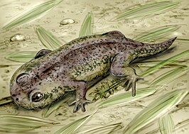 Gerobatrachus