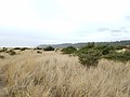 Grassy field with shrubs and distant trees