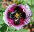 Gros plan d'une fleur de Papaver setigerum.