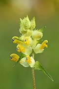 Rhinanthus angustifolius inflorescence - Kulna