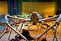 Japanese spider crab, Macrocheira kaempferi