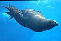 Seal seen through underwater viewing glass