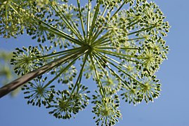 Angelica flowerhead, a sphere made of spheres (self-similar)