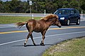 Image 18A feral Chincoteague Pony on Assateague Island on Maryland's Atlantic coastal islands (from Maryland)