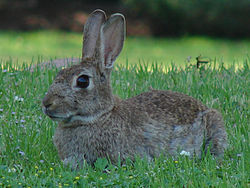 Oryctolagus cuniculus