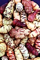 Image 26Mashua tubers (from Andean agriculture)