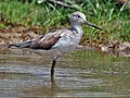 Коловодник великий (Tringa nebularia)