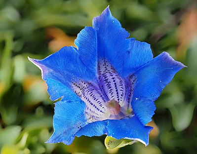 Gentiana acaulis