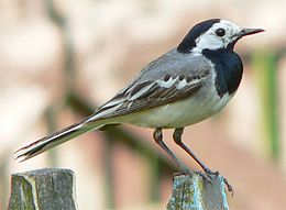 Baltoji kielė (Motacilla alba)