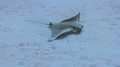 Lusitanian cownose ray