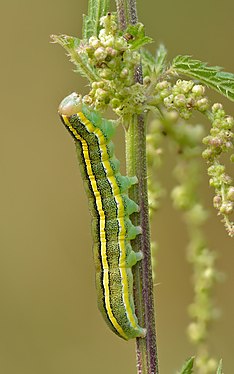 Ceramica pisi by Ivar Leidus