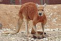 red kangaroo