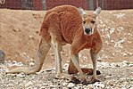 Red kangaroo