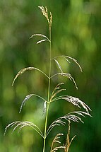 Tufted hairgrass